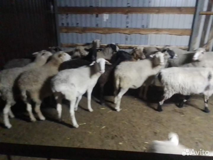 Продам овец