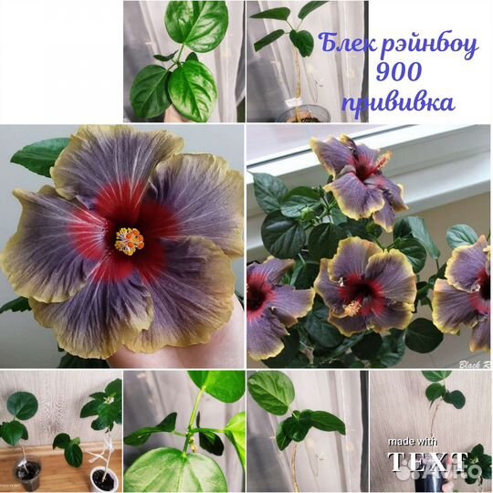 Гибискусы разных сортов