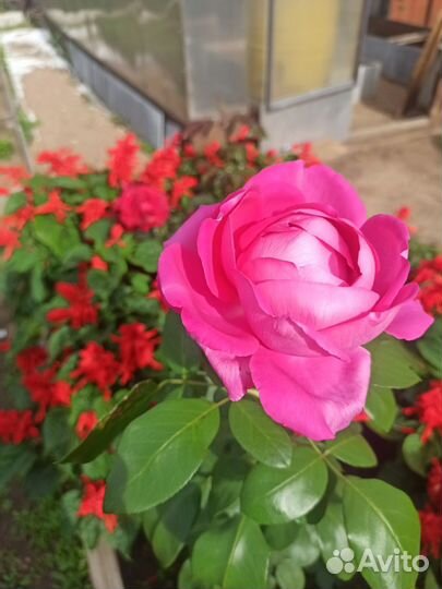 Многолетние цветы для сада