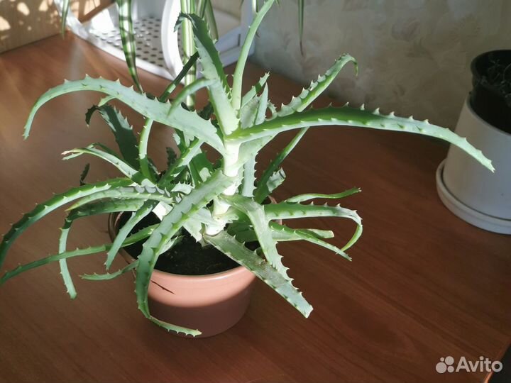 Алоэ (Столетник)