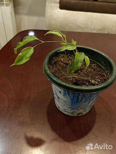 Фикус бенджамина