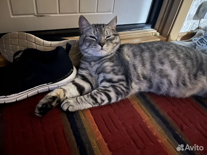 Кот 1 год