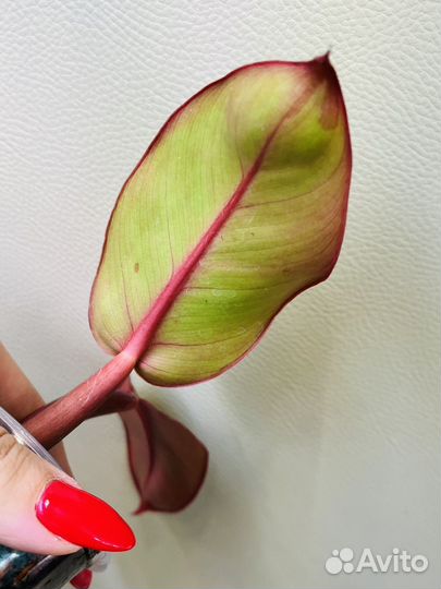 Филодендрон карло,миканс вариегатный и другие