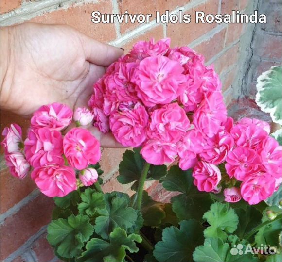 Пеларгонии сортовые (герани)