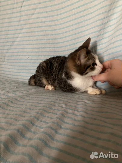 Котята мини в добрые руки