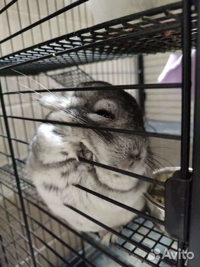 Шиншиллята