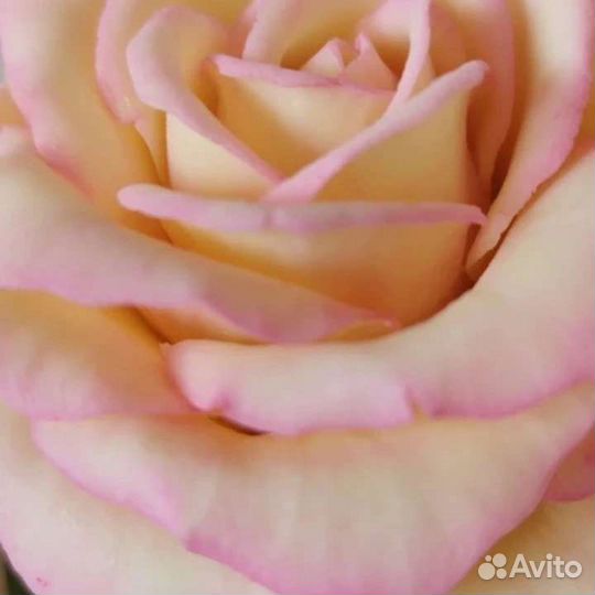 Шоколадные розы, на 1 сентября, сладкий подарок