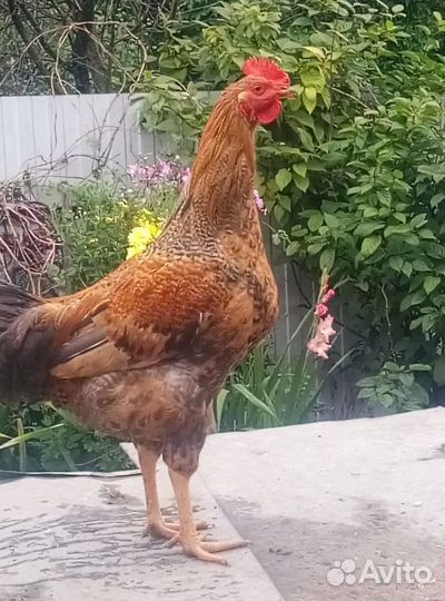 Молодые петушки 6 мес