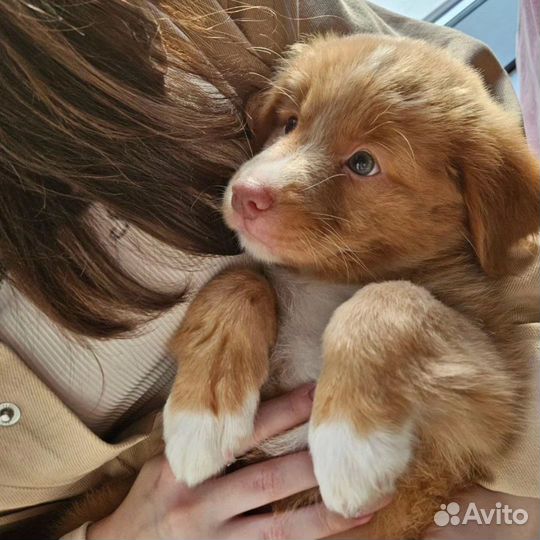 Выгул собак