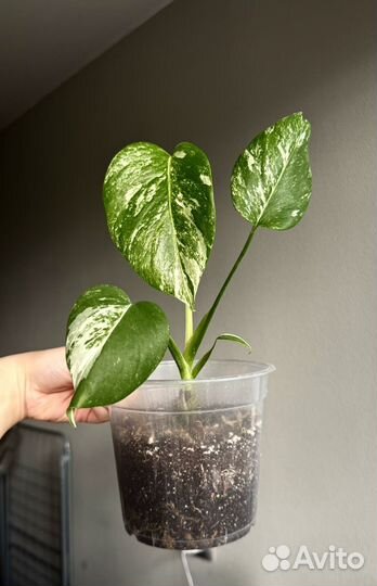 Монстера альба