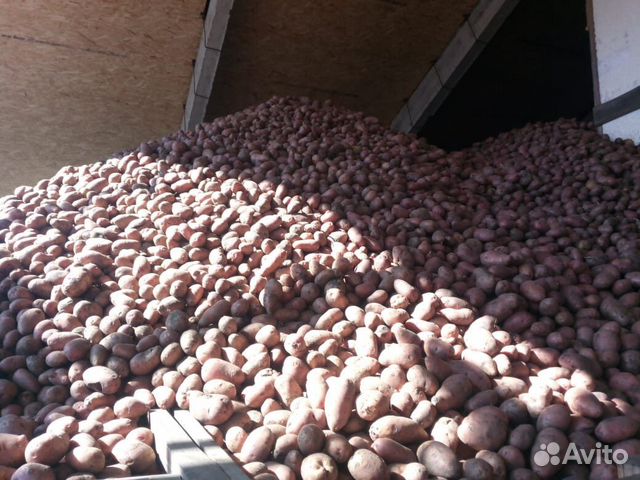 Продам оптом Редскарлет