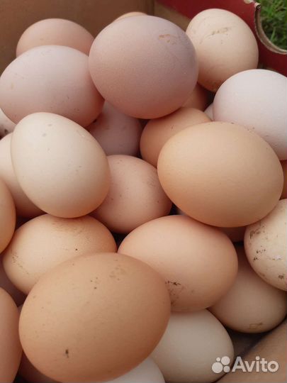 Картофель. Развоз 11.09.23. Продукты питания.Мед