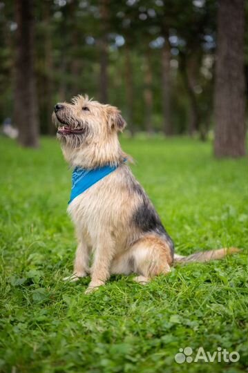 Собака Пушистик Тобиас бородатик