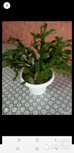 Комнатные цветы