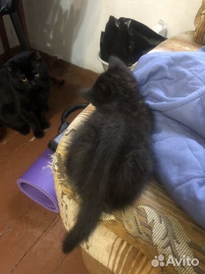 Британские котята