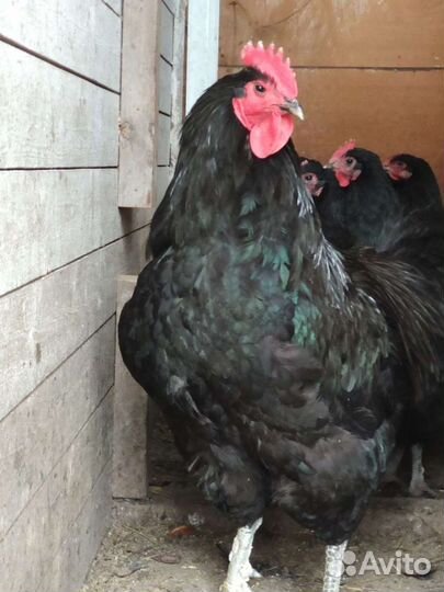 Инкубационное яйцо джерсийский гигант