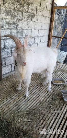 Продаем козлят и коз зааненских и альпийских