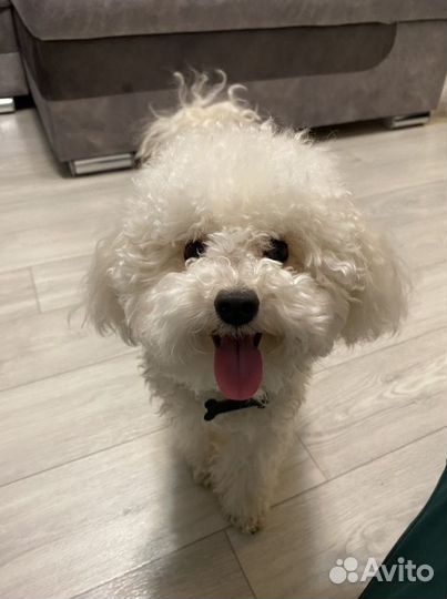 Той-пудель вязка