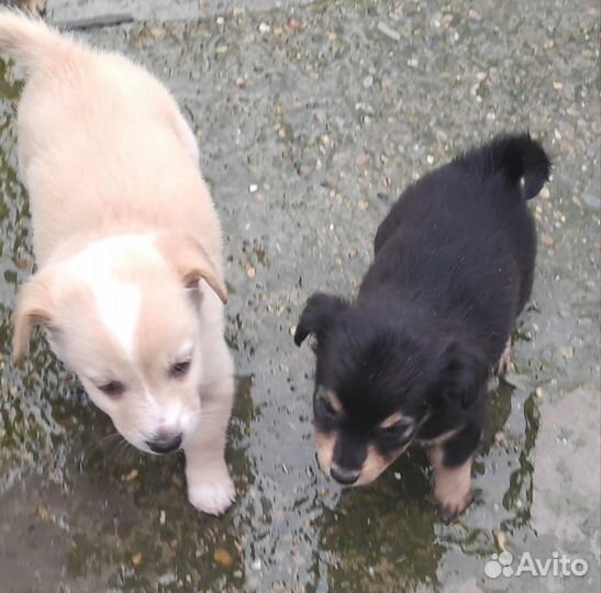 Собака в добрые руки отдам бесплатно