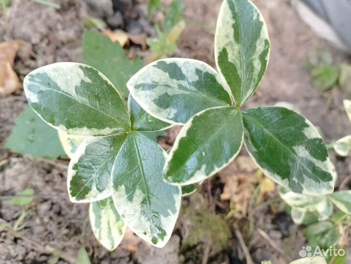 Самшит, бересклет вьющийся