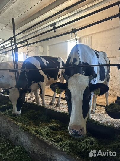 Нетели голштинской породы