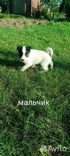 Щенки лайки