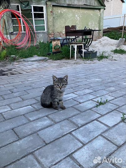 Котики бесплатно в добрые руки