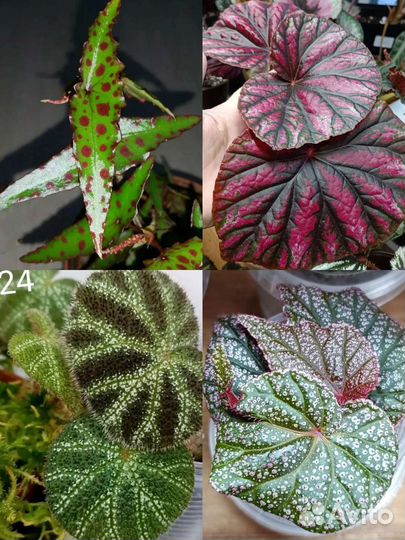 Бегонии природники