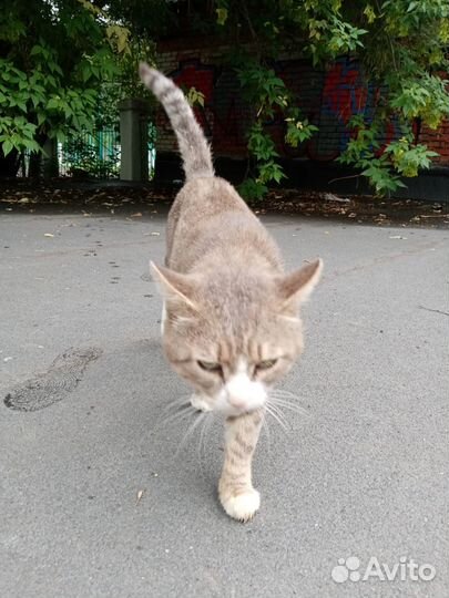 Коты бесплатно