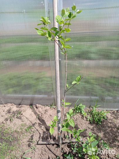 Жасмин чубушник