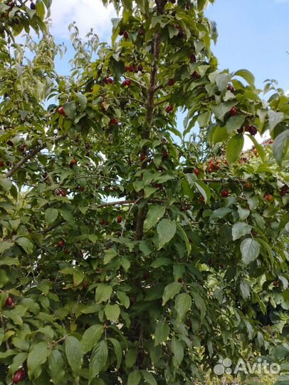 Кизил,ягода