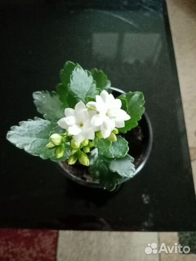 Каланхое разные цвета