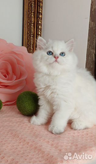 Британские котята, серебристые шиншиллы поинт
