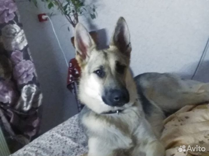 Восточноевропейская овчарка