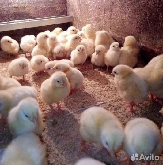 Цыпленок росс 308