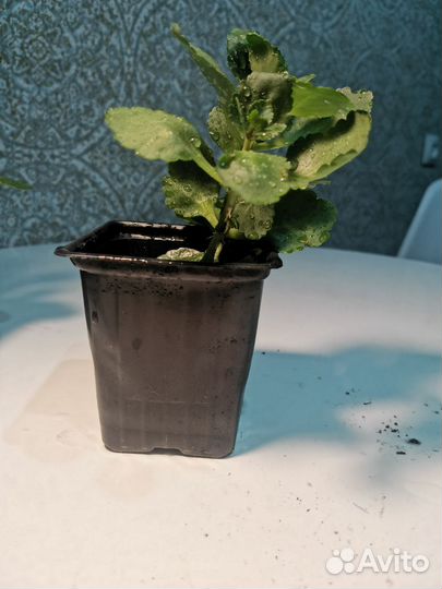 Каланхое блоссфельда