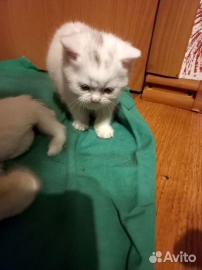 Шотландские котята