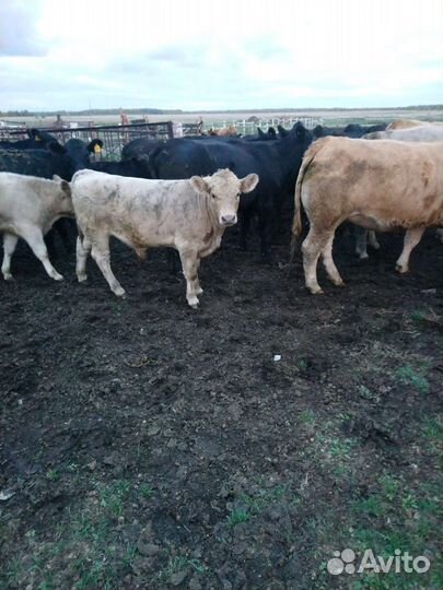 Продажа быков