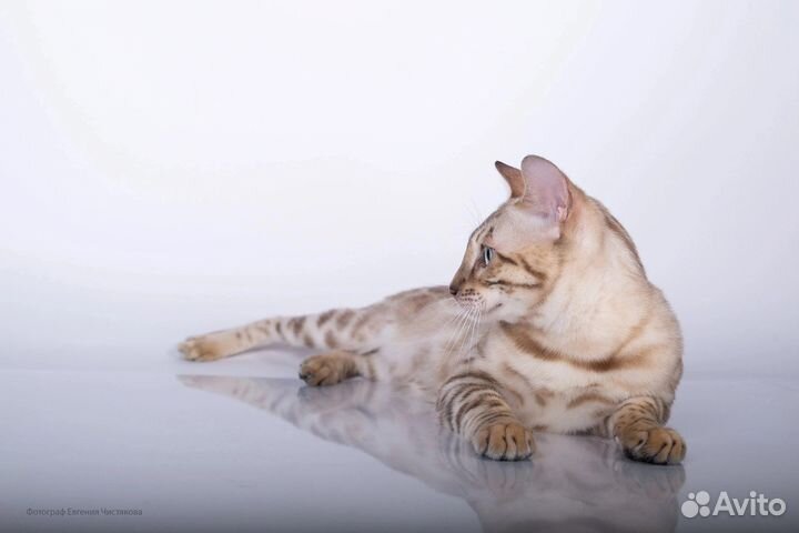 Вязка бенгальский кот Elisey Crimean Pride