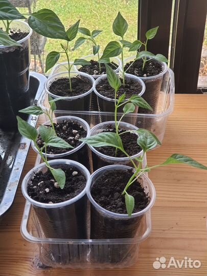 Рассада острого перца