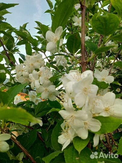 Форзиция,чубушник,малина Гусар,ежевика