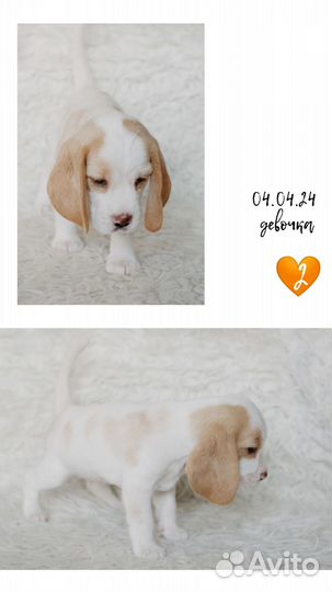 Щенки бигля