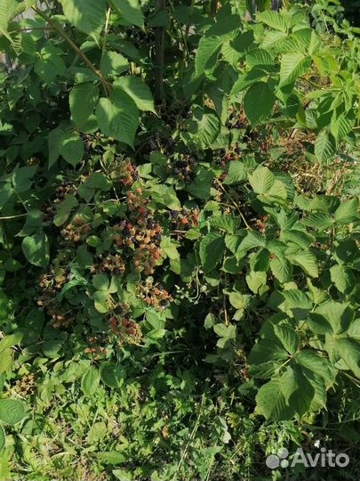 Саженцы ежевики