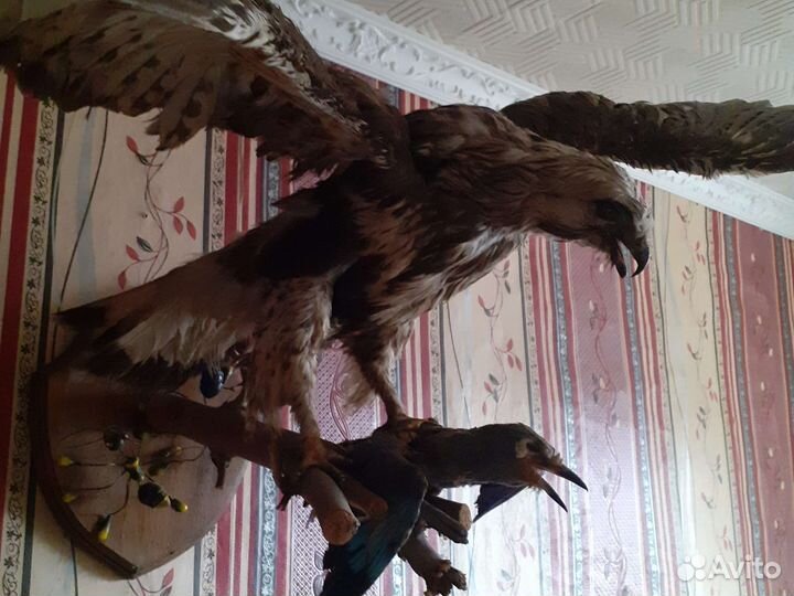 Чучело птиц