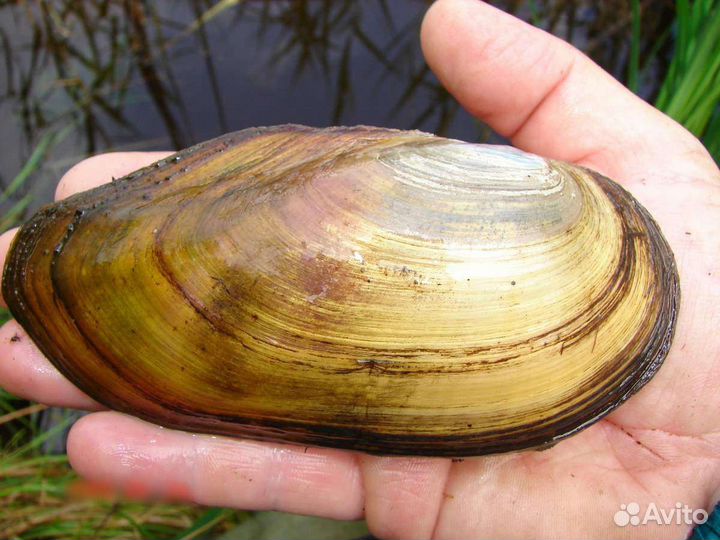 Ракушка перловица