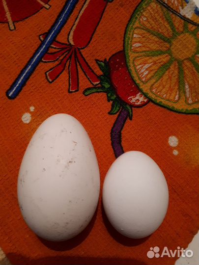 Яйцо гусиное