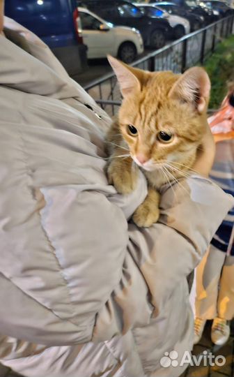 Найден рыжий кот