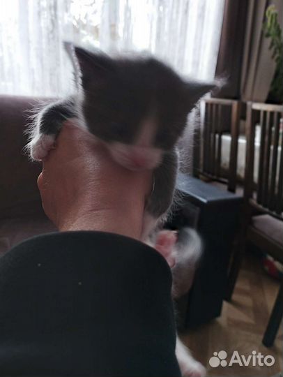 Кошка в дар