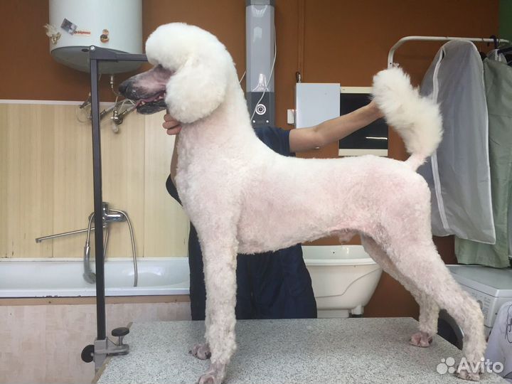 Салон для собак 