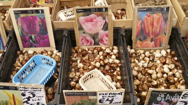 Купить луковицы тюльпанов оптом от производителя